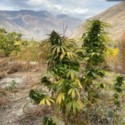 Yarkhun Valley cannabis seeds