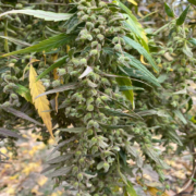 String of Pearls Chitral cannabis seeds