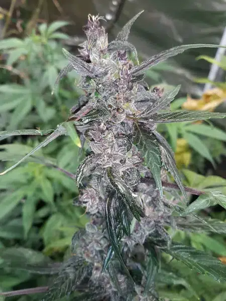 Alien Mooonrocks Cannabis seeds