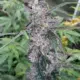 Alien Mooonrocks Cannabis seeds