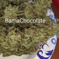 Bama Chocolate cannabis strain