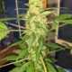 Bama Skunk cannabis strain