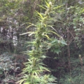 BamaDawg CBD cannabis strain