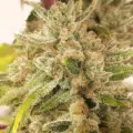 Nova OG Cannabis seeds
