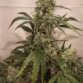Nova OG mmj seeds