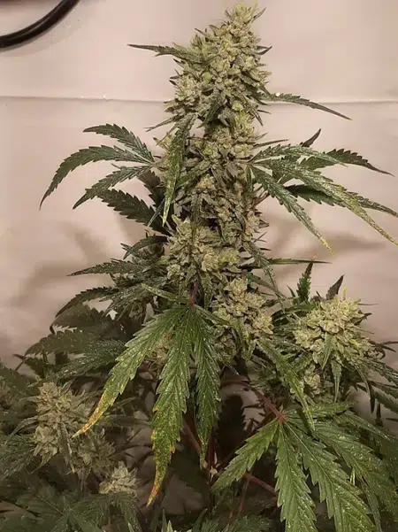 Nova OG mmj seeds