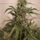Nova OG mmj seeds