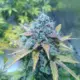 Orange Bubblegum cannabis seeds