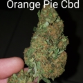 Orange Pie CBD cannabis strain