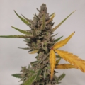 Twisted Puppy Cannabis seeds