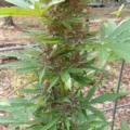 Alien MoonRocks auto cannabis seeds