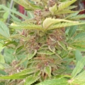Alien Moonrocks F4 autoflowers