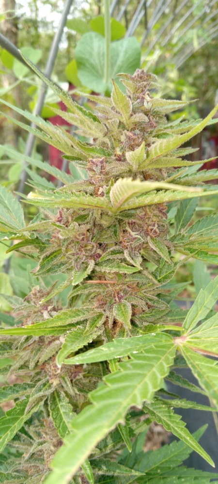 Alien Moonrocks F4 autoflowers