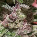 Alien Moonrocks mmj seeds