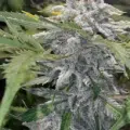 Crinkle cut Cannabis seeds