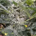 Crinkle Cut mmj seeeds