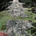 Crinkle Cut marijuana seeds