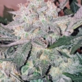 Sugar Cube Cannabis seeds