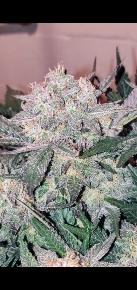 Sugar Cube Cannabis seeds