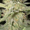 Sugar Cube mmj seeds