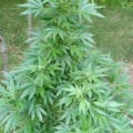 Sugarcube marijuana seeds