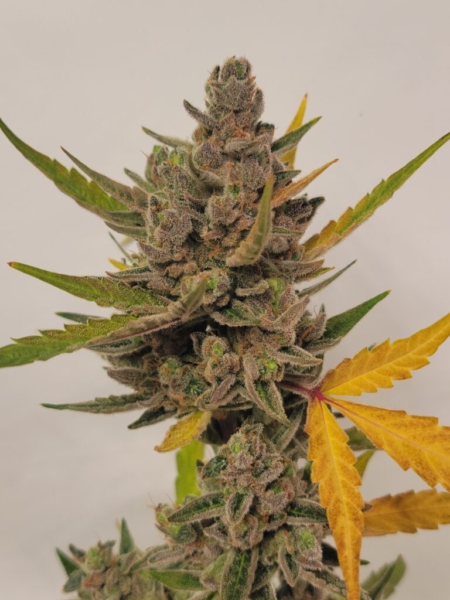 Twisted Puppy marijuana strain