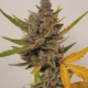 Twisted Puppy marijuana strain