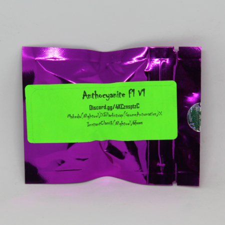 Anthocyanite cannabis seeds