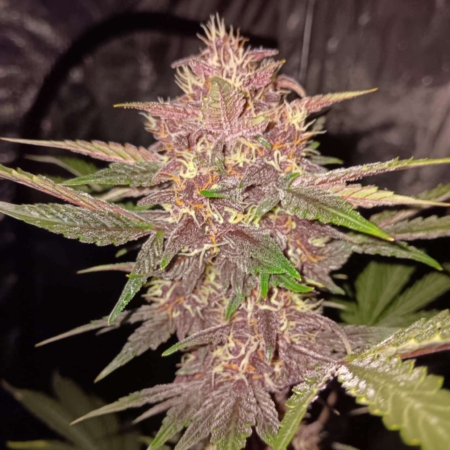 Brute Berrry Gamma Gas cannabis seeds