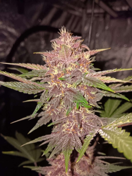 Brute Berrry Gamma Gas cannabis seeds