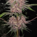 Brute Berry Gamma Gas mmj Autoflower seeds