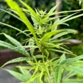 Ugandan Landrace cannabis- Nkoringo Gold seeds