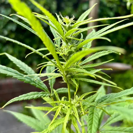 Ugandan Landrace cannabis- Nkoringo Gold seeds