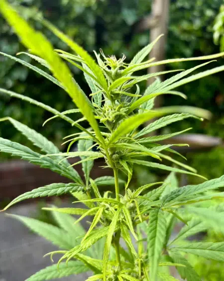 Ugandan Landrace cannabis- Nkoringo Gold seeds