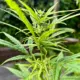 Ugandan Landrace cannabis- Nkoringo Gold seeds