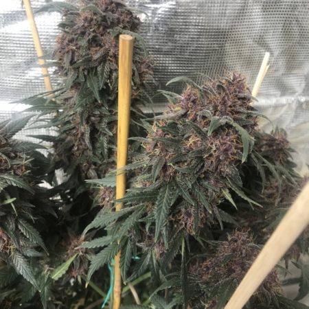 Purprantula Candy cannabis buds