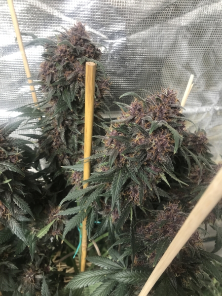 Purprantula Candy cannabis buds