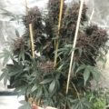 Purprantula Candy mmj seeds