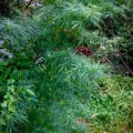 São Tomé marijuana strain