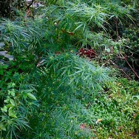 São Tomé marijuana strain