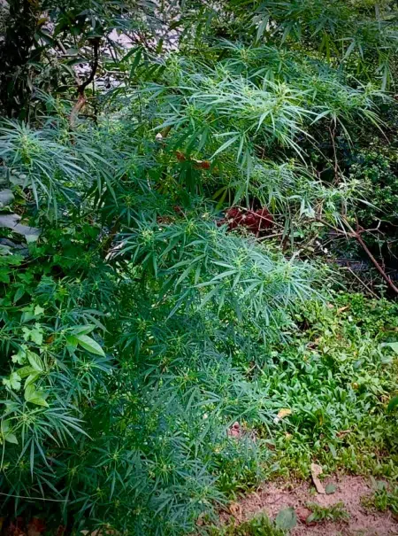 São Tomé marijuana strain
