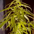 Sao Tome cannabis seeds from Africa