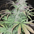 Blue Cheese F3 cannabis seeds