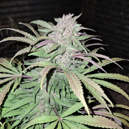 Blue Cheese F3 mmj strain