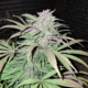Blue Cheese F3 mmj strain
