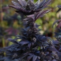 Extra Sensory Perception cannabis seeds
