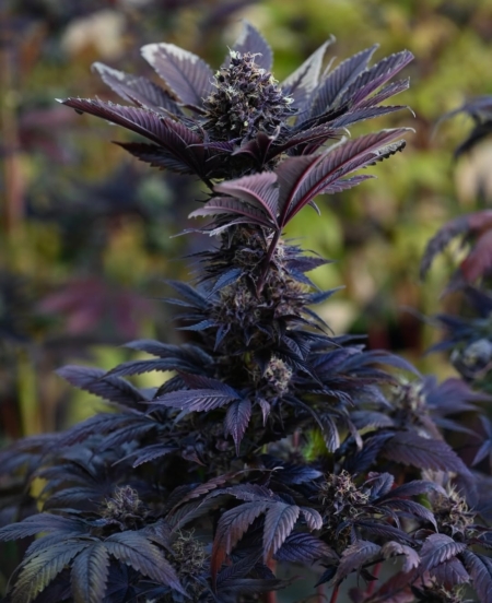 Extra Sensory Perception cannabis seeds