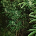 Lemon Skunk DNA seeds
