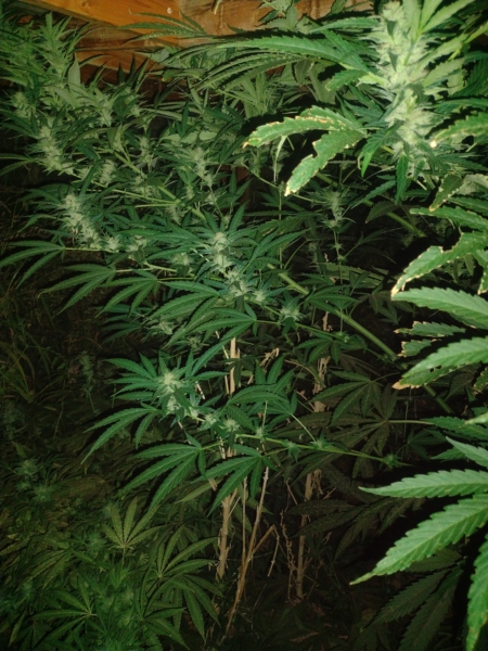 Lemon Skunk DNA seeds