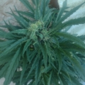 Lemon Skunk cannabis seeds